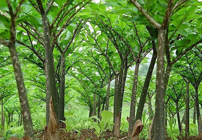 Konjac planting base